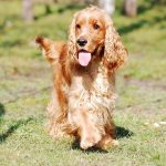 Försäkra din Cocker Spaniel