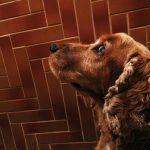 Finansiering – köpa cocker spaniel