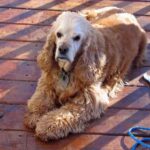 Att föda upp Cocker spaniel