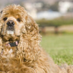 Hundbur för cocker spaniels