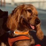Vad kännetecknar Cocker spanieln?