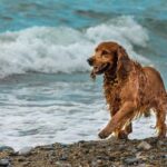 4 tips när du måste anlita hundvakt åt din Cocker spaniel