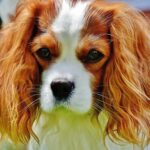 4 tips när du måste anlita hundvakt åt din Cocker spaniel