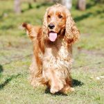 Att hantera separationsångest hos din Cocker Spaniel